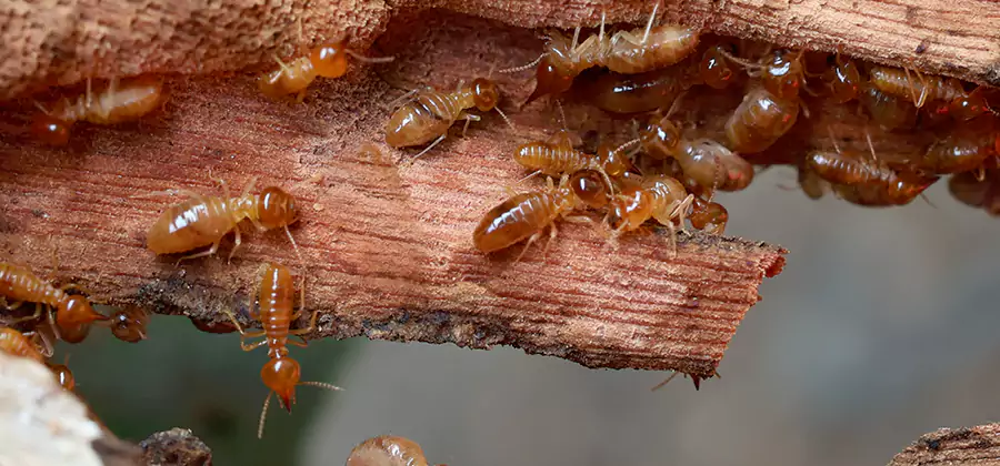 Termite Pest Management in Acworth