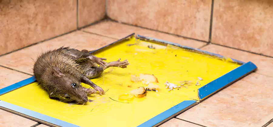 Rat Trapping Service In Acworth