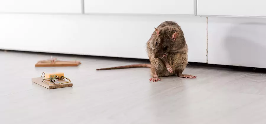 Rat Baiting Removal Service in Acworth