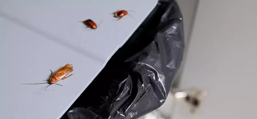 German Roach Pest Control in Acworth