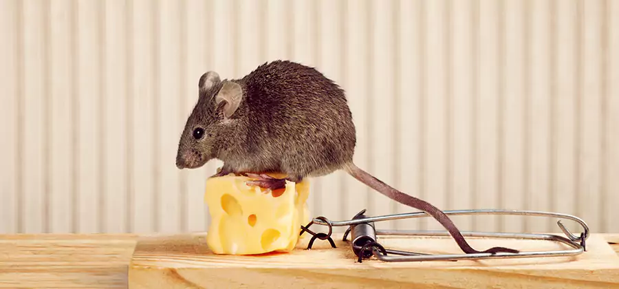 Commercial Rodent Exclusion Services in Acworth