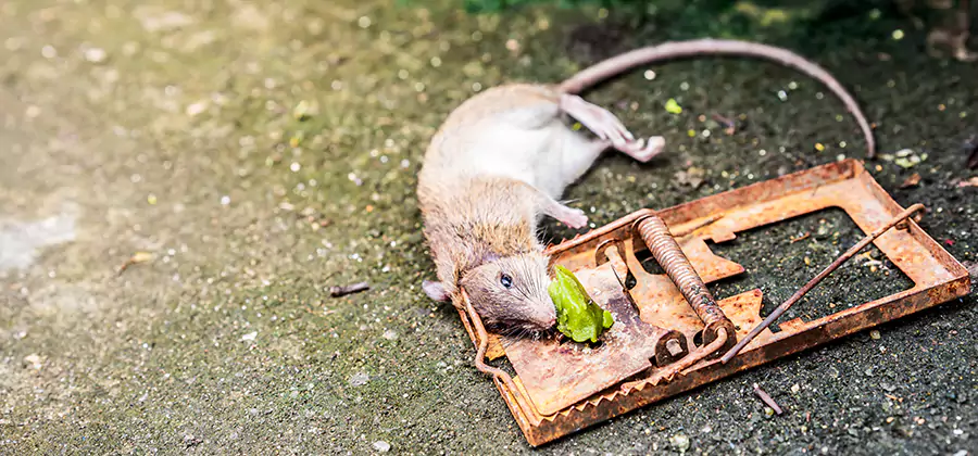 Rat Trapping in Acworth