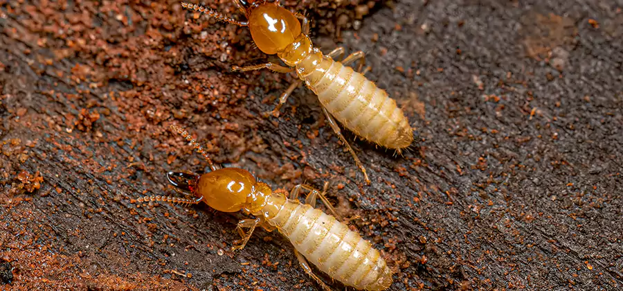 Sentricon Residential Termite Control in Acworth