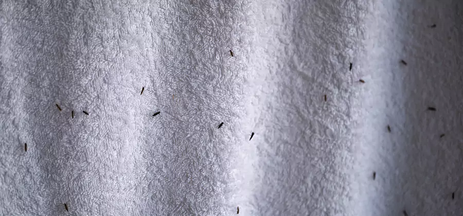 Small Black Ants in Bathroom Treatment in Acworth