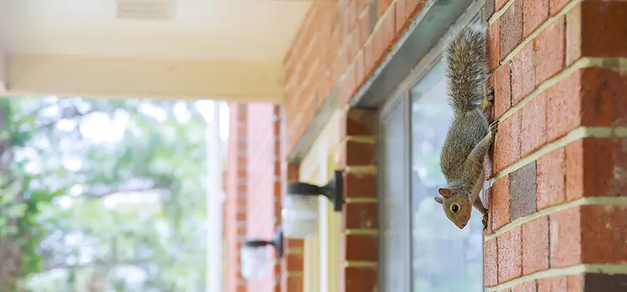 Squirrel Inside Walls Removal in Acworth