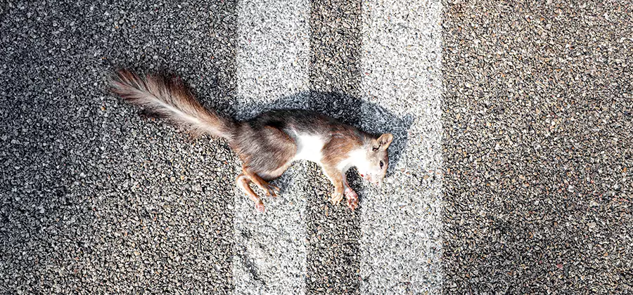 Dead Squirrel Removal in Acworth