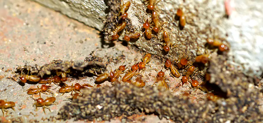 Wood Treatment and Localized Termite Solutions in Acworth