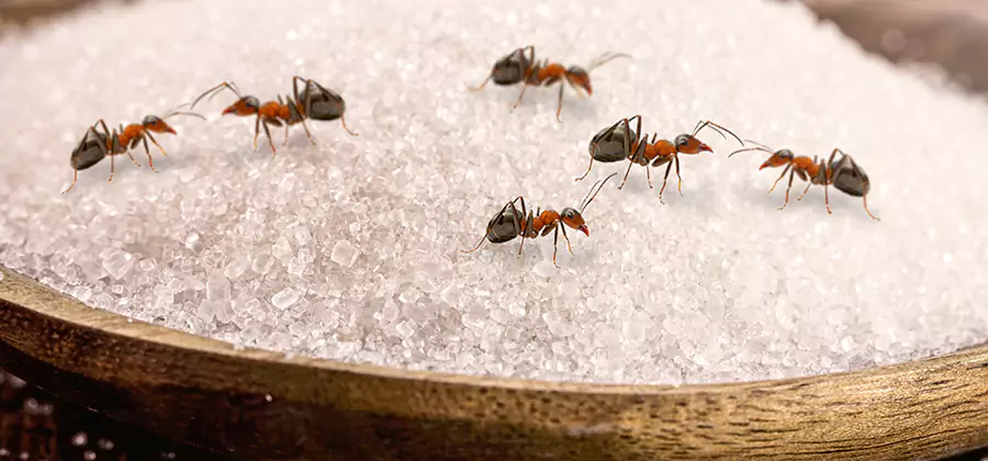 Indoor Sugar Ant Treatment in Acworth