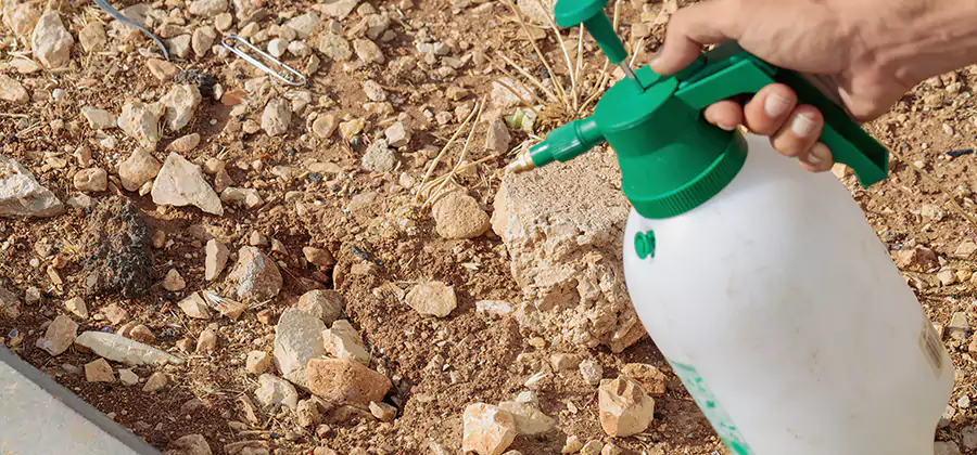 Heat Treatment Termite Cost in Acworth