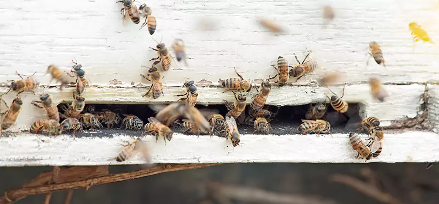 Residential Termite Fumigation in Acworth