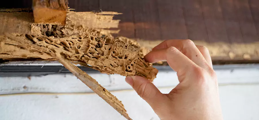 Pre-Purchase Termite Inspection in Acworth