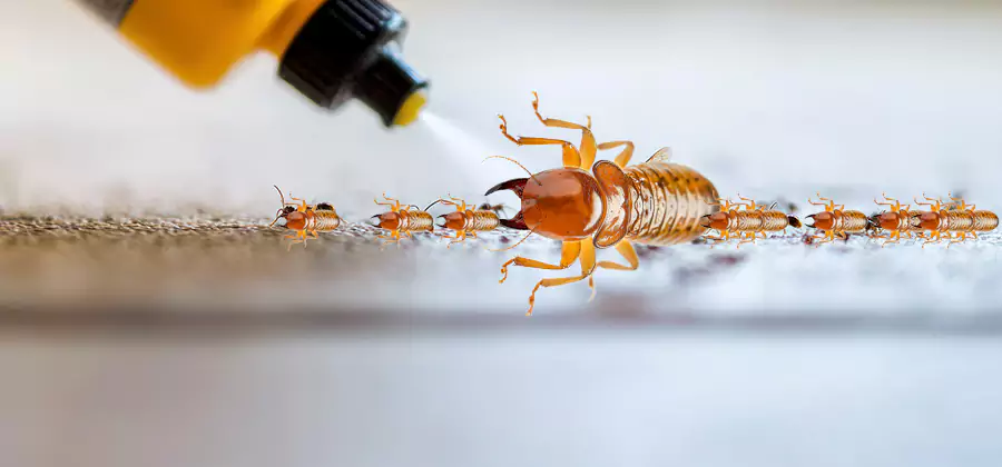 Foundation Termite Spraying Control in Acworth
