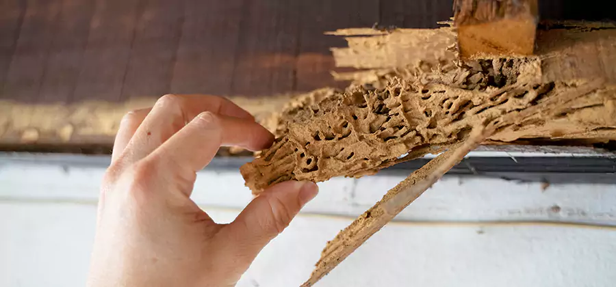 Pre-Construction Termite Treatment in Acworth