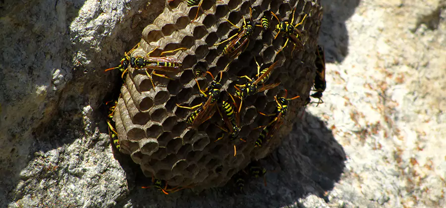 Wasp Nest in Tree Removal Acworth