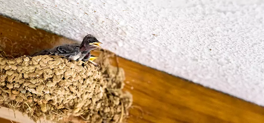 Bird Removal From House in Acworth