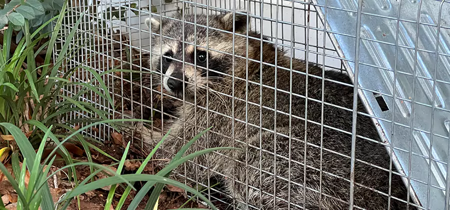 Wildlife Relocation Services in Acworth