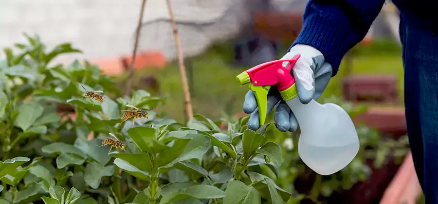 Yellow Jacket Pest Removal for Commercial Properties in Acworth