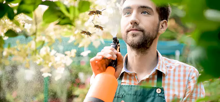 Yellow Jacket Wasp Removal in Acworth