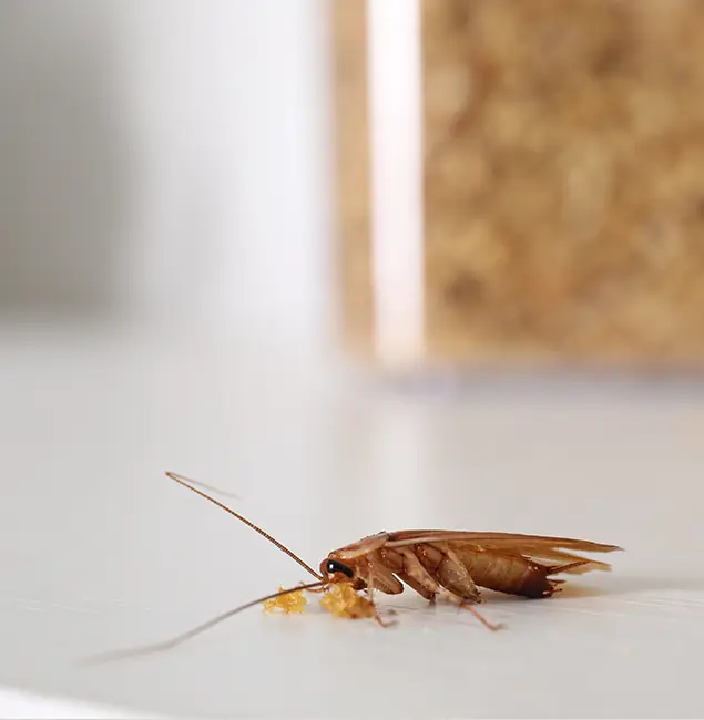Why Acworth Pest Control Services Stands Out in Acworth, GA?