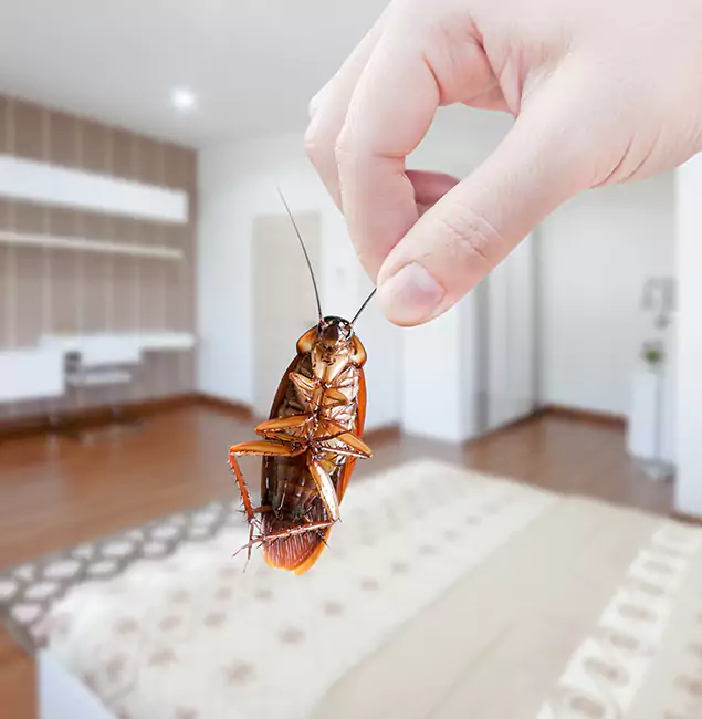 Why Acworth Pest Control Services Stand Out for Bed Bug Fumigation in Acworth, GA?