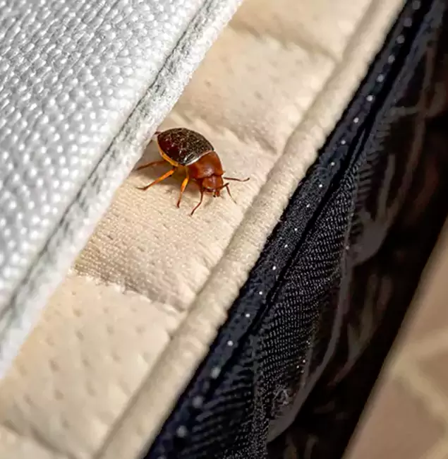 Why Choose Acworth Pest Control Services for Bed Bug Treatment at Home in Acworth, GA?