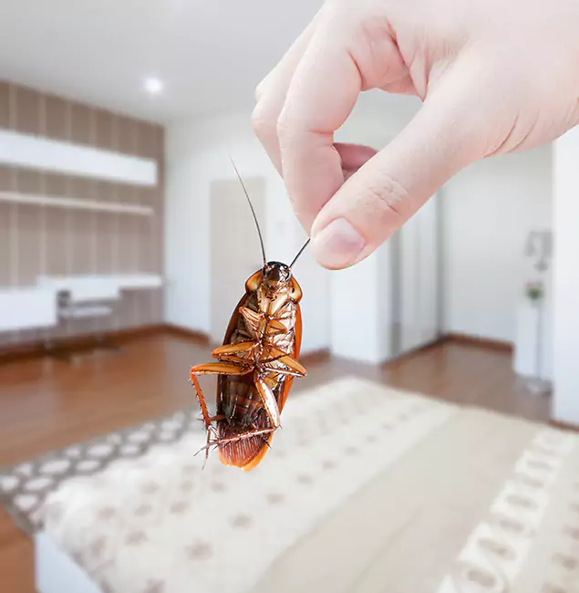 Why Acworth Pest Control Services Stand Out For Bed Bug Inspection in Acworth, GA?