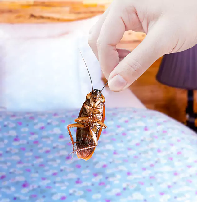 Why Choose Acworth Pest Control Services for Bed Bug Treatment in Acworth, GA?