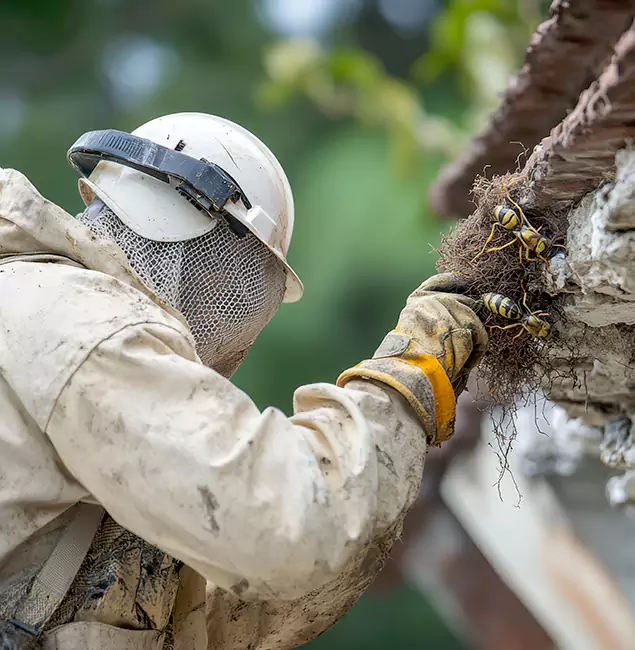 Why Acworth Property Owners Choose Acworth Pest Control Services for Bee Exterminator?