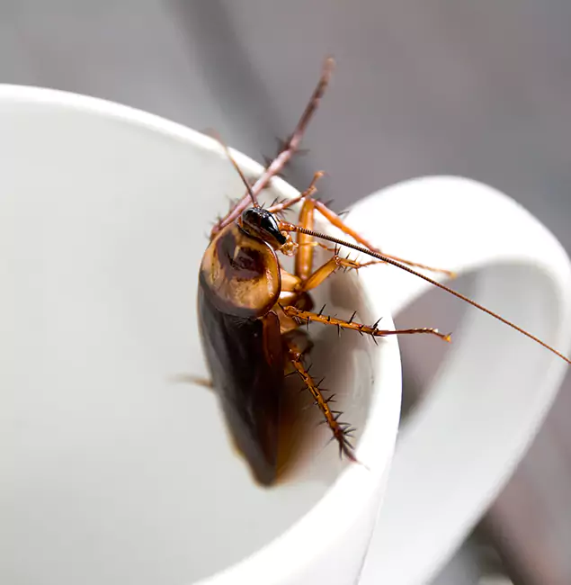 Why Acworth, GA Residents Trust Acworth Pest Control Services for Cockroach Fumigation?