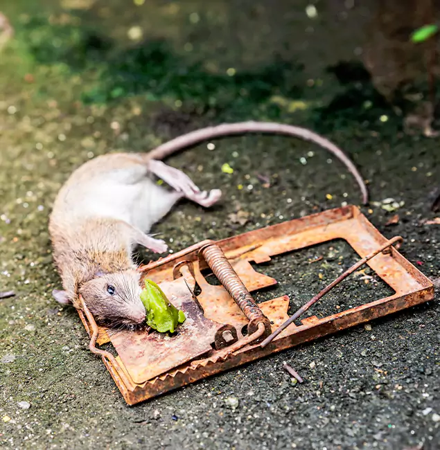 Why Acworth, GA Homeowners Trust Acworth Pest Control Services for Rodent Removal?