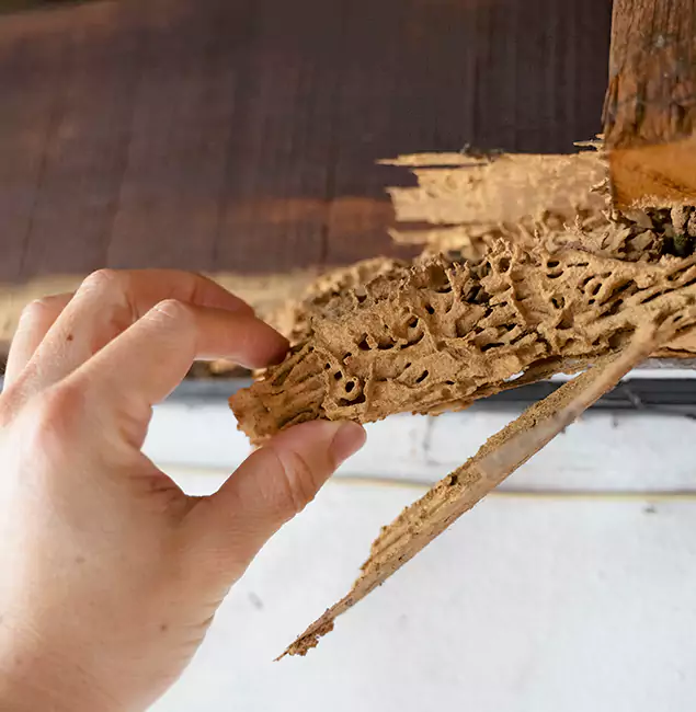 Why Choose Acworth Pest Control Services in Acworth, GA?