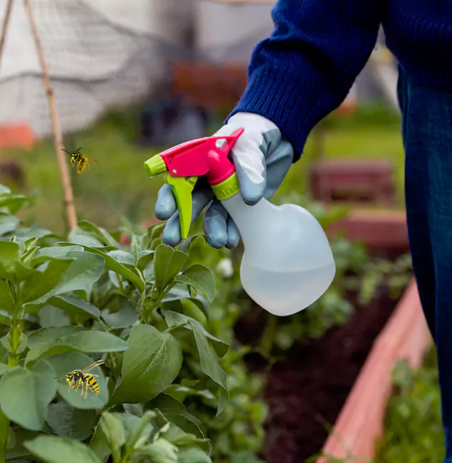 Why Acworth Homeowners Choose Acworth Pest Control Services for Honey Bee Removal?