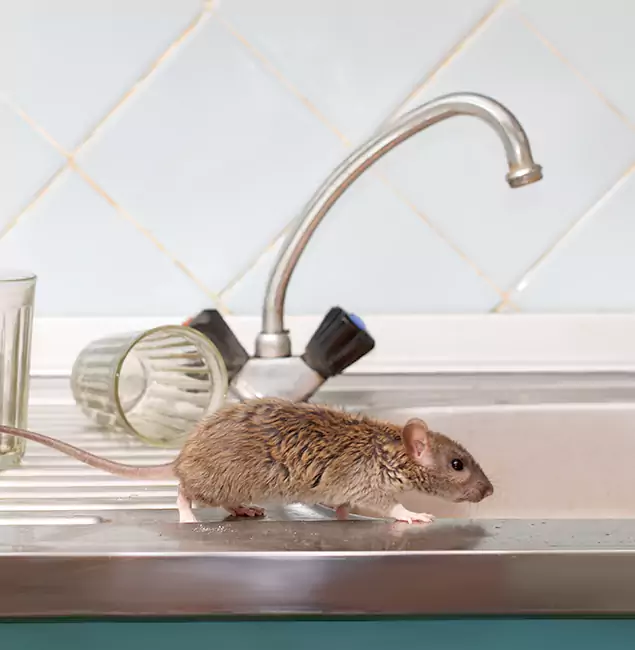 Why Acworth, GA Trusts Acworth Pest Control Services for Humane Rodent Control?