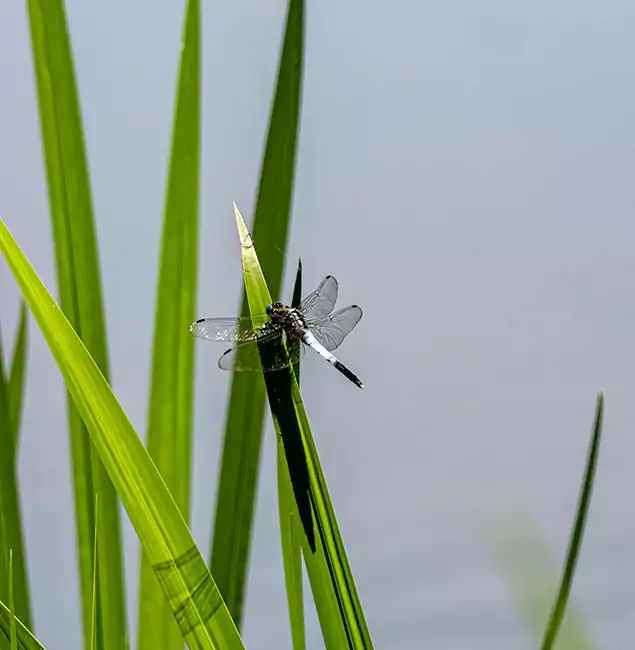 Why Acworth Families Trust Acworth Pest Control Services for Mosquito Prevention?