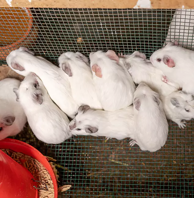Why Acworth Pest Control Services Is the Trusted Choice in Acworth, GA?
