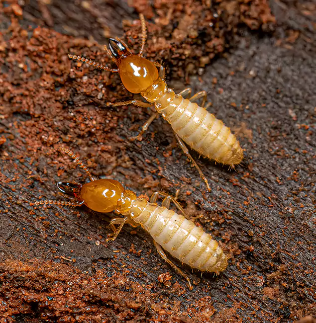 Why Choose Acworth Pest Control Services for Termite Treatment Without Tenting in Acworth, GA?