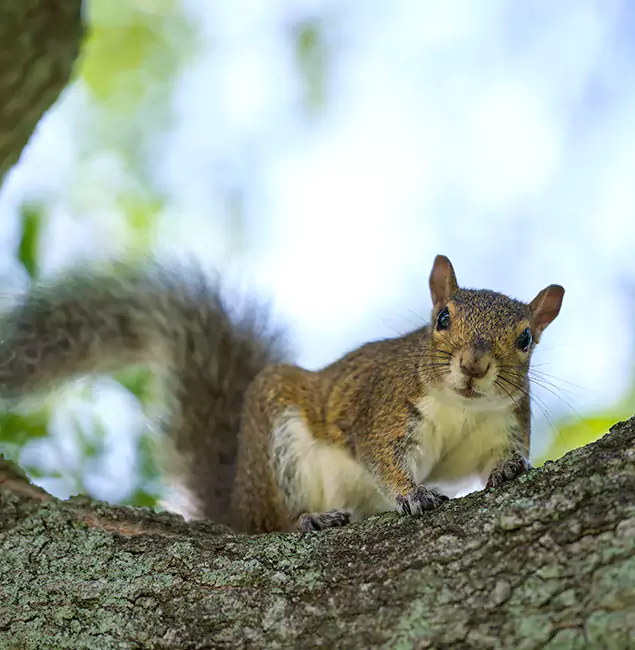Why Acworth, GA Relies on Acworth Pest Control Services for Squirrel Pest Control?