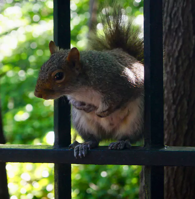 Why Acworth, GA Chooses Acworth Pest Control Services for Squirrel Removal?