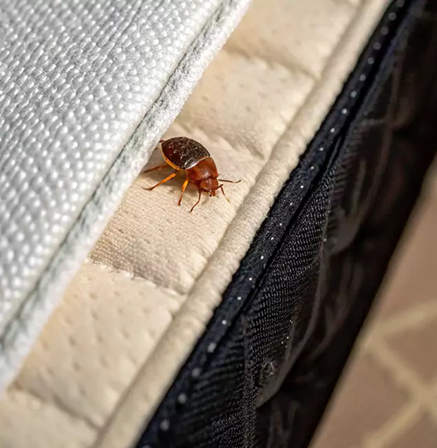 Why Acworth Homeowners Trust Acworth Pest Control Services for Tick Treatment?