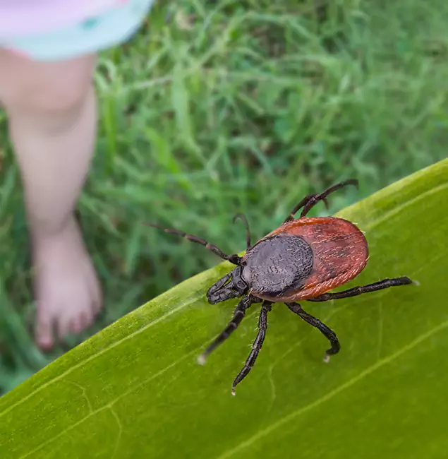 Why Acworth Homeowners Choose Acworth Pest Control Services for Tick Extermination?