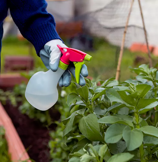 Why Acworth Relies on Acworth Pest Control Services for Wasp Control Services?