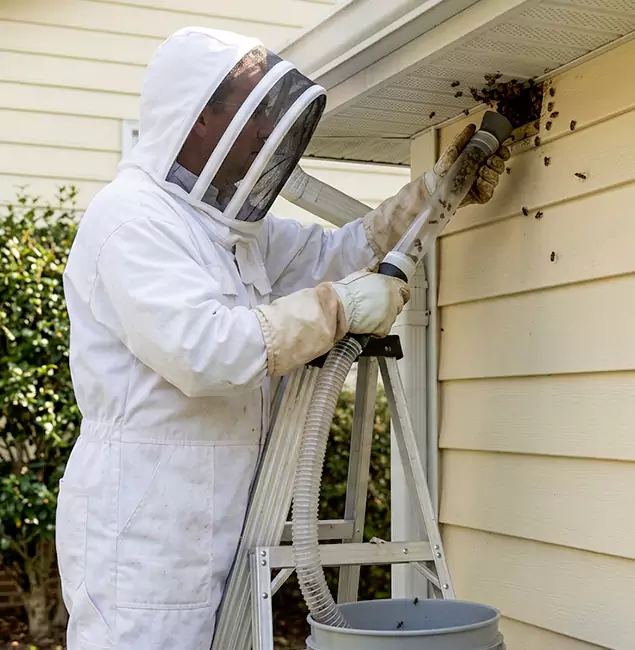 Why Acworth Trusts Acworth Pest Control Services for Wasp Control?