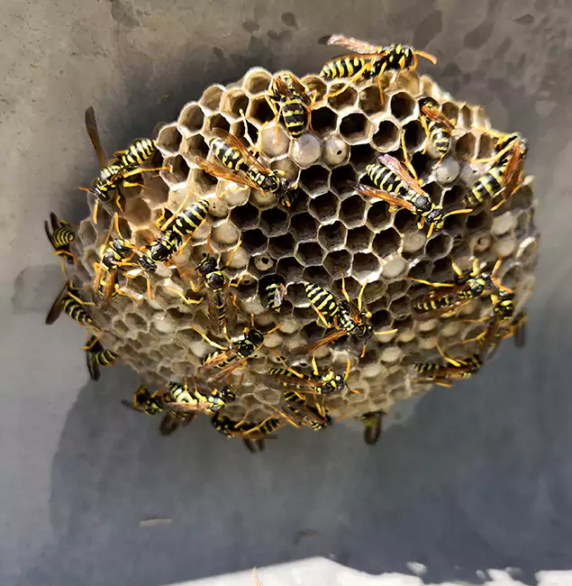 Why Acworth Chooses Acworth Pest Control Services for Wasp Control Services?