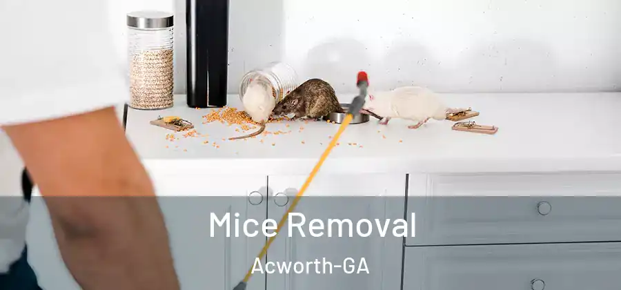  Mice Removal Acworth-GA