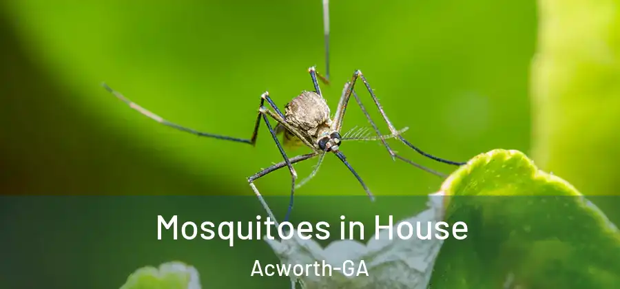  Mosquitoes in House Acworth-GA