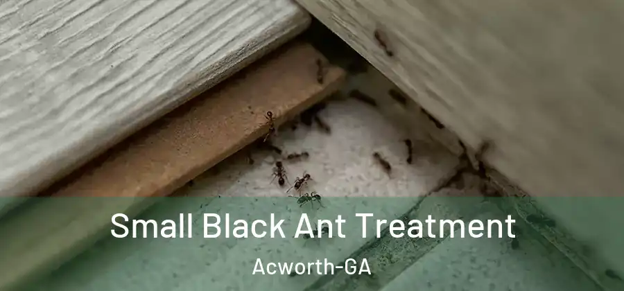  Small Black Ant Treatment Acworth-GA