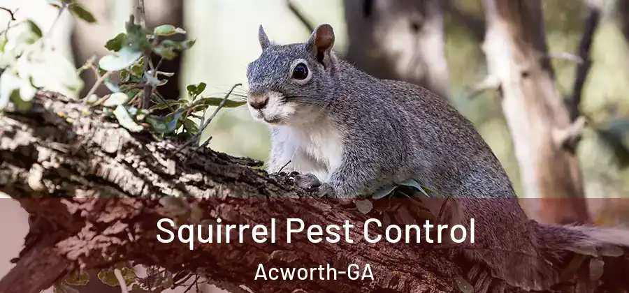 Squirrel Pest Control Acworth-GA