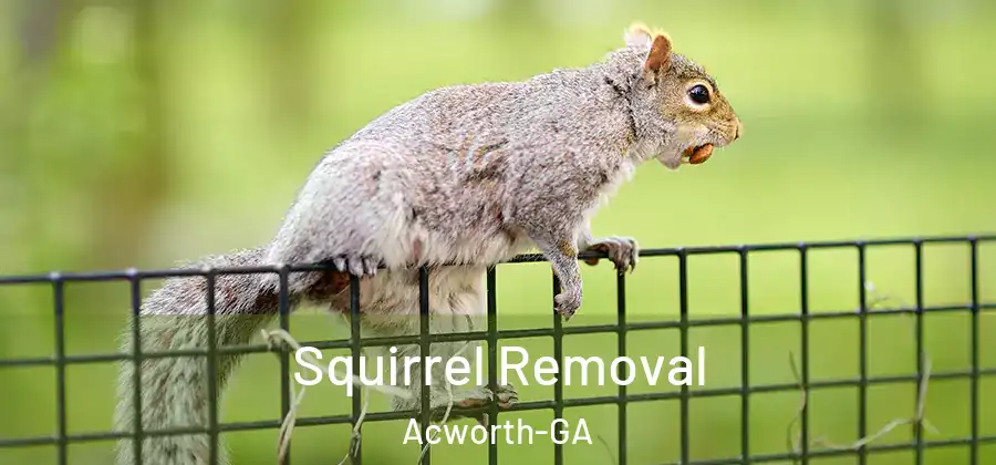 Squirrel Removal Acworth-GA