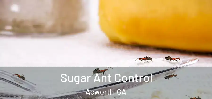 Sugar Ant Control Acworth-GA