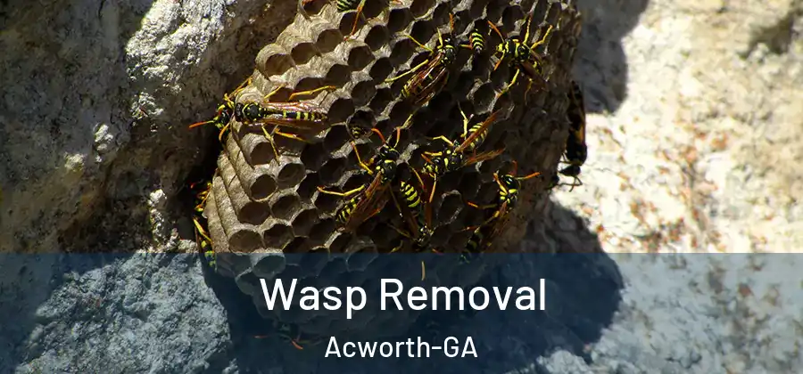 Wasp Removal Acworth-GA